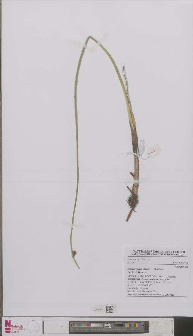 Image of bulrush