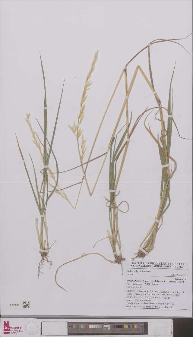 Image of Button Grass