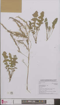 Image of hedgemustard