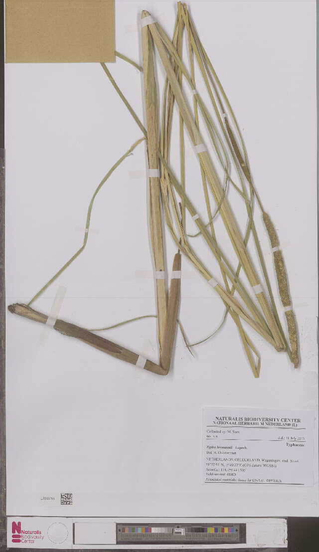 Image of Bulrush