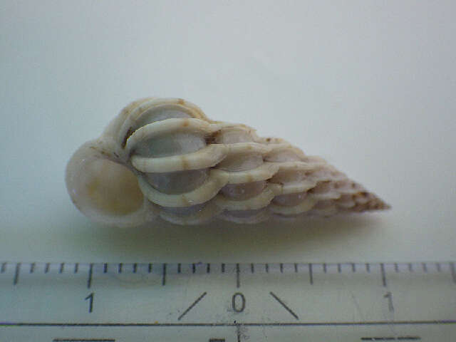 Image of snails