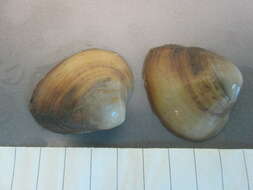 Image of unclassified Bivalvia