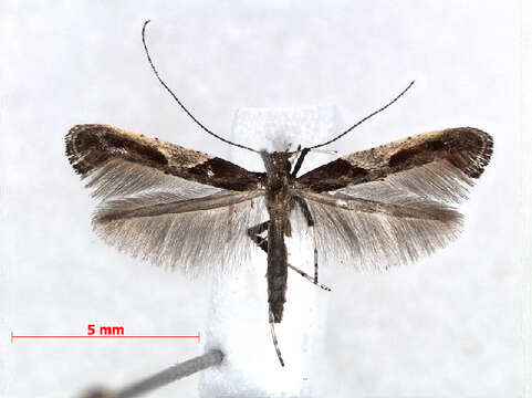 Image of Caloptilia fidella (Reutti 1853)