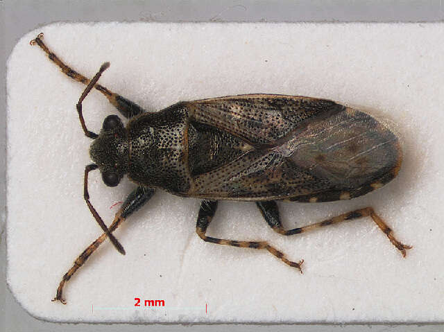 Image of Heterogastrinae