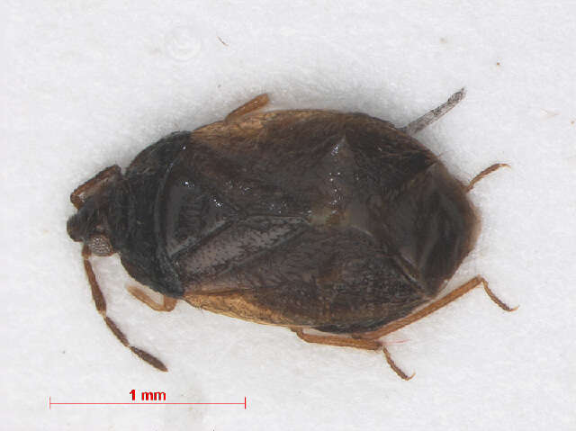Image of Lyctocorinae