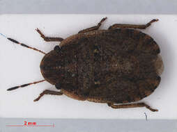 Image of Sciocoris