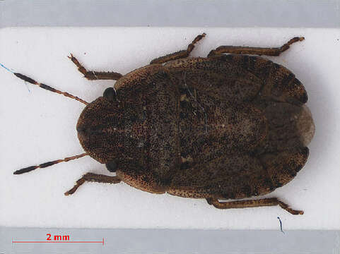 صورة Sciocoris