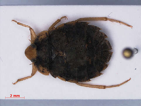 Image of Naucoroidea