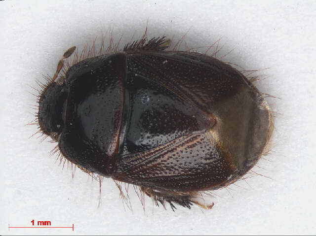 Image of Cydninae