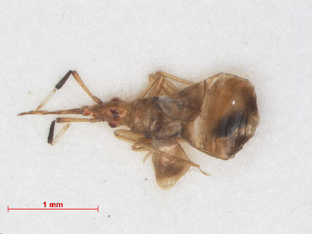 Image of Microphysoidea