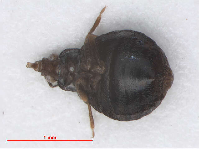 Image of Loricula