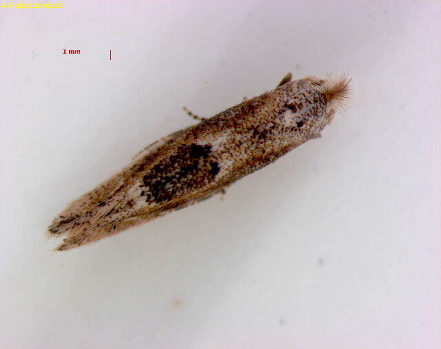 Image of Bucculatrix ainsliella Murtfeldt 1905