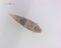 Image of Bucculatrix ulmella Zeller 1848