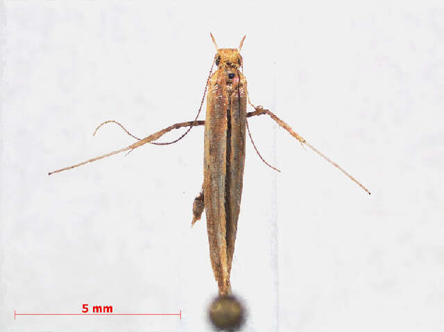 Image of Caloptilia elongella (Linnaeus 1761)