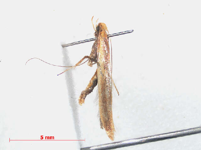 Image of Caloptilia elongella (Linnaeus 1761)