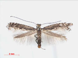 Image of Pointed Slender