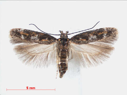 Image of Caryocolum marmorea Haworth 1829