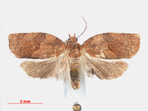 Image of Moth