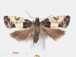 Image of Moth