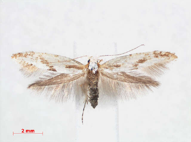 Image of <i>Argyresthia bonnetella</i>