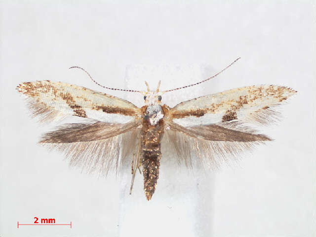 Image of <i>Argyresthia bonnetella</i>