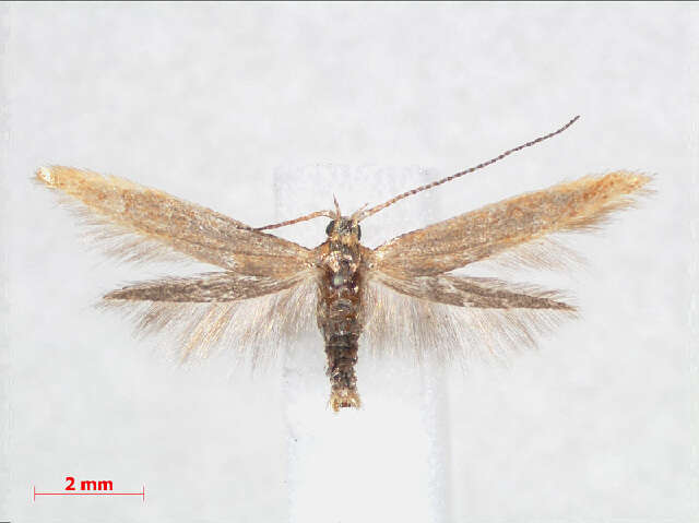 صورة Coleophora lutipennella Zeller 1838