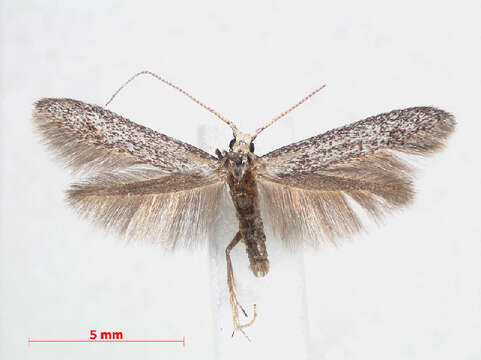 Image of grey fruit-tree case moth