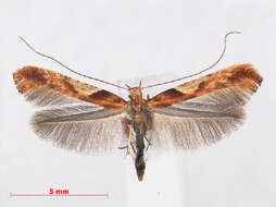 Image of Caloptilia hemidactylella