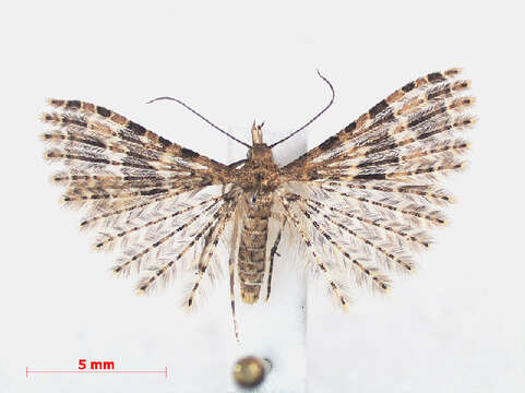 Image of twenty-plume moth