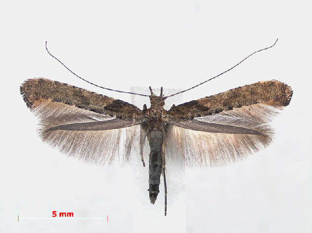 Слика од Caloptilia falconipennella (Hübner 1813)