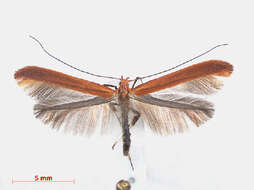 Image of Caloptilia elongella (Linnaeus 1761)