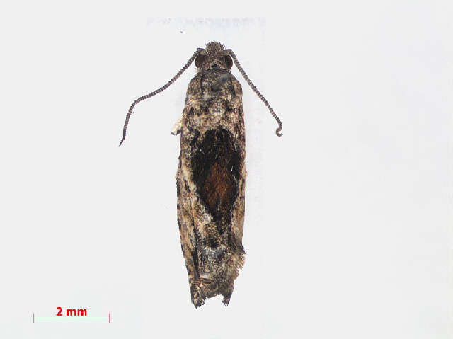 Image of Epinotia nisella Clerck 1759