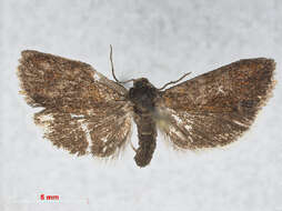 Image of leches twist moth