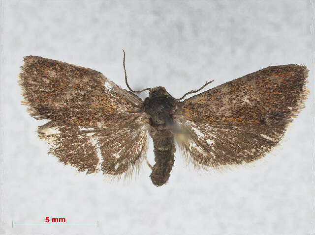 Image of leches twist moth