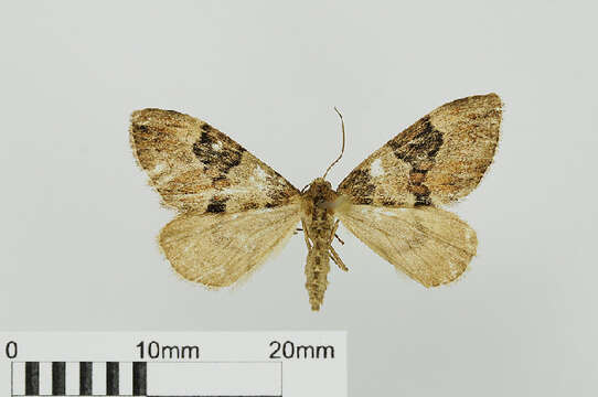Image of Larentiinae