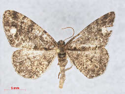 Image of brindled white-spot