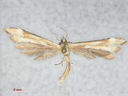 Gillmeria pallidactyla (Haworth 1811) resmi