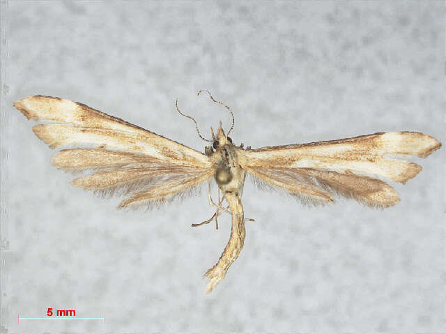 Gillmeria pallidactyla (Haworth 1811) resmi