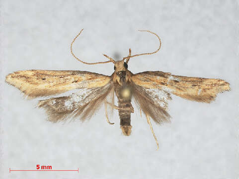 Image of Moth