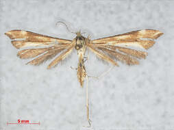 Gillmeria pallidactyla (Haworth 1811) resmi