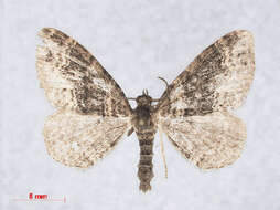 Image of dark-barred twin-spot carpet