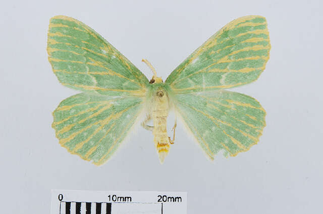 Imagem de Geometra papilionaria Linnaeus 1758