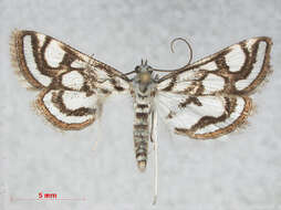 Image of <i>Nymphula nitidulata</i>