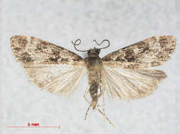 Image of Eudonia mercurella Linnaeus 1758