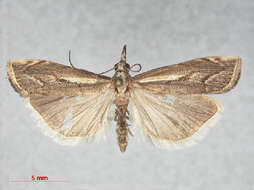 صورة <i>Agriphila geniculea</i>