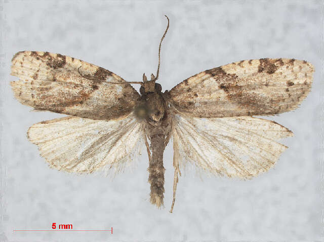 Image of Clepsis spectrana Treitschke 1835