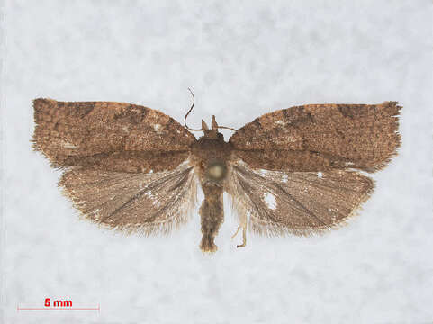 Image of Moth