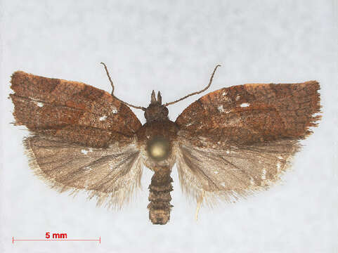 Image of Moth