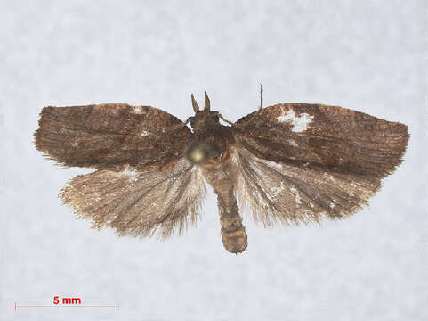 Image of Moth