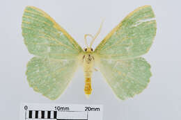 Imagem de Geometra papilionaria Linnaeus 1758